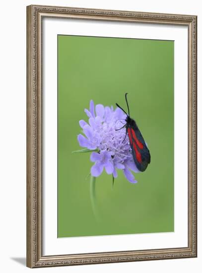 Moth (Zygaena Osterodensis) Feeding On Flower, Viscos, Pyrenees National Park, France, July-Robert Thompson-Framed Photographic Print