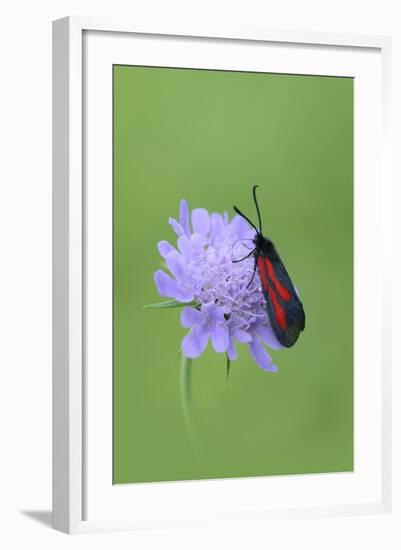 Moth (Zygaena Osterodensis) Feeding On Flower, Viscos, Pyrenees National Park, France, July-Robert Thompson-Framed Photographic Print