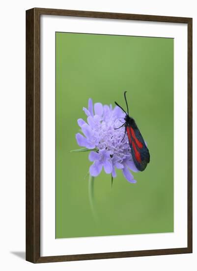 Moth (Zygaena Osterodensis) Feeding On Flower, Viscos, Pyrenees National Park, France, July-Robert Thompson-Framed Photographic Print