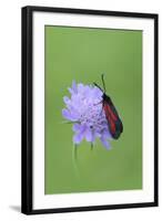 Moth (Zygaena Osterodensis) Feeding On Flower, Viscos, Pyrenees National Park, France, July-Robert Thompson-Framed Photographic Print