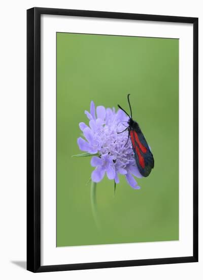 Moth (Zygaena Osterodensis) Feeding On Flower, Viscos, Pyrenees National Park, France, July-Robert Thompson-Framed Photographic Print