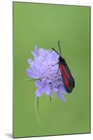 Moth (Zygaena Osterodensis) Feeding On Flower, Viscos, Pyrenees National Park, France, July-Robert Thompson-Mounted Photographic Print