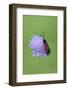 Moth (Zygaena Osterodensis) Feeding On Flower, Viscos, Pyrenees National Park, France, July-Robert Thompson-Framed Photographic Print