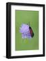 Moth (Zygaena Osterodensis) Feeding On Flower, Viscos, Pyrenees National Park, France, July-Robert Thompson-Framed Photographic Print