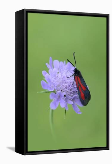 Moth (Zygaena Osterodensis) Feeding On Flower, Viscos, Pyrenees National Park, France, July-Robert Thompson-Framed Stretched Canvas