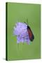 Moth (Zygaena Osterodensis) Feeding On Flower, Viscos, Pyrenees National Park, France, July-Robert Thompson-Stretched Canvas