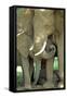 Mother African Elephant Protecting Two Babies-John Alves-Framed Stretched Canvas
