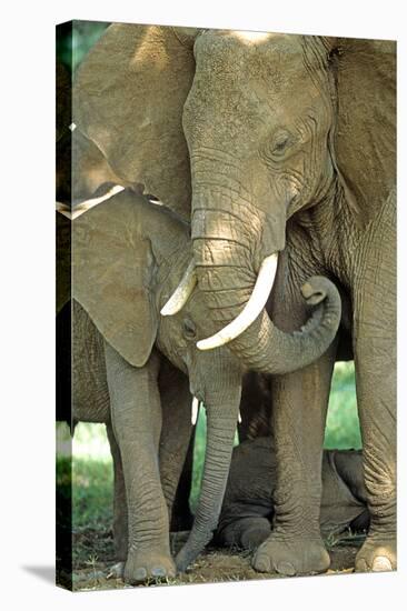 Mother African Elephant Protecting Two Babies-John Alves-Stretched Canvas