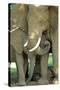 Mother African Elephant Protecting Two Babies-John Alves-Stretched Canvas