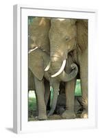 Mother African Elephant Protecting Two Babies-John Alves-Framed Photographic Print