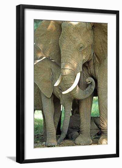 Mother African Elephant Protecting Two Babies-John Alves-Framed Photographic Print