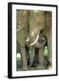 Mother African Elephant Protecting Two Babies-John Alves-Framed Photographic Print