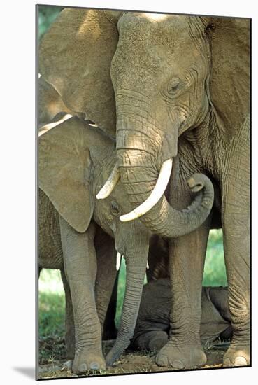 Mother African Elephant Protecting Two Babies-John Alves-Mounted Photographic Print