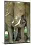 Mother African Elephant Protecting Two Babies-John Alves-Mounted Photographic Print