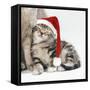 Mother and 35 Day Old Kitten-null-Framed Stretched Canvas