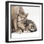 Mother and 35 Day Old Kitten-null-Framed Photographic Print