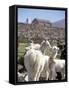 Mother and Baby Alpaca with Catholic Church in the Distance, Village of Mauque, Chile-Lin Alder-Framed Stretched Canvas