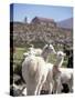 Mother and Baby Alpaca with Catholic Church in the Distance, Village of Mauque, Chile-Lin Alder-Stretched Canvas