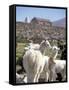 Mother and Baby Alpaca with Catholic Church in the Distance, Village of Mauque, Chile-Lin Alder-Framed Stretched Canvas