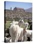 Mother and Baby Alpaca with Catholic Church in the Distance, Village of Mauque, Chile-Lin Alder-Stretched Canvas