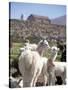 Mother and Baby Alpaca with Catholic Church in the Distance, Village of Mauque, Chile-Lin Alder-Stretched Canvas