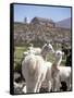 Mother and Baby Alpaca with Catholic Church in the Distance, Village of Mauque, Chile-Lin Alder-Framed Stretched Canvas