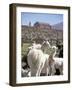 Mother and Baby Alpaca with Catholic Church in the Distance, Village of Mauque, Chile-Lin Alder-Framed Photographic Print