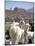 Mother and Baby Alpaca with Catholic Church in the Distance, Village of Mauque, Chile-Lin Alder-Mounted Photographic Print