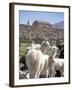 Mother and Baby Alpaca with Catholic Church in the Distance, Village of Mauque, Chile-Lin Alder-Framed Photographic Print