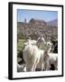 Mother and Baby Alpaca with Catholic Church in the Distance, Village of Mauque, Chile-Lin Alder-Framed Photographic Print