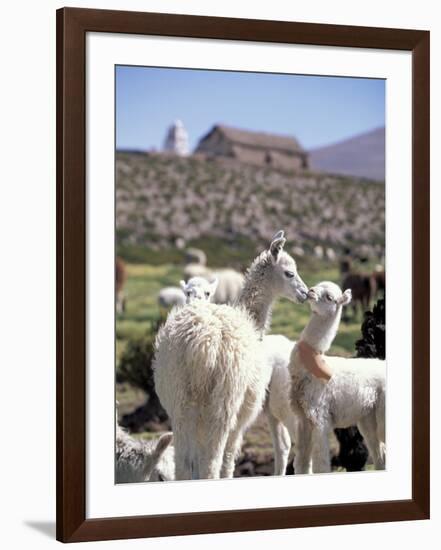 Mother and Baby Alpaca with Catholic Church in the Distance, Village of Mauque, Chile-Lin Alder-Framed Photographic Print