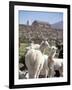 Mother and Baby Alpaca with Catholic Church in the Distance, Village of Mauque, Chile-Lin Alder-Framed Photographic Print