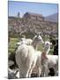 Mother and Baby Alpaca with Catholic Church in the Distance, Village of Mauque, Chile-Lin Alder-Mounted Photographic Print