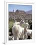 Mother and Baby Alpaca with Catholic Church in the Distance, Village of Mauque, Chile-Lin Alder-Framed Photographic Print