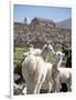 Mother and Baby Alpaca with Catholic Church in the Distance, Village of Mauque, Chile-Lin Alder-Framed Photographic Print