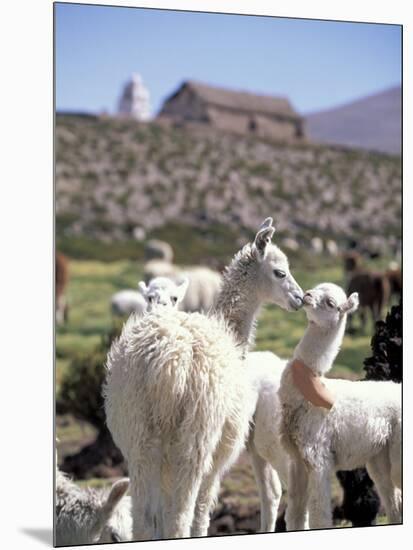 Mother and Baby Alpaca with Catholic Church in the Distance, Village of Mauque, Chile-Lin Alder-Mounted Photographic Print