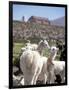 Mother and Baby Alpaca with Catholic Church in the Distance, Village of Mauque, Chile-Lin Alder-Framed Photographic Print