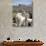 Mother and Baby Alpaca with Catholic Church in the Distance, Village of Mauque, Chile-Lin Alder-Photographic Print displayed on a wall