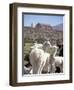 Mother and Baby Alpaca with Catholic Church in the Distance, Village of Mauque, Chile-Lin Alder-Framed Premium Photographic Print