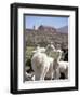 Mother and Baby Alpaca with Catholic Church in the Distance, Village of Mauque, Chile-Lin Alder-Framed Photographic Print