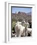 Mother and Baby Alpaca with Catholic Church in the Distance, Village of Mauque, Chile-Lin Alder-Framed Photographic Print