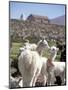 Mother and Baby Alpaca with Catholic Church in the Distance, Village of Mauque, Chile-Lin Alder-Mounted Photographic Print