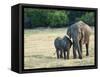 Mother and Baby Asian Elephants at Minneriya National Park, Sri Lanka, Asia-Kim Walker-Framed Stretched Canvas