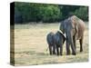 Mother and Baby Asian Elephants at Minneriya National Park, Sri Lanka, Asia-Kim Walker-Stretched Canvas