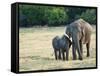 Mother and Baby Asian Elephants at Minneriya National Park, Sri Lanka, Asia-Kim Walker-Framed Stretched Canvas