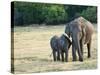 Mother and Baby Asian Elephants at Minneriya National Park, Sri Lanka, Asia-Kim Walker-Stretched Canvas