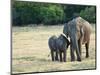 Mother and Baby Asian Elephants at Minneriya National Park, Sri Lanka, Asia-Kim Walker-Mounted Photographic Print