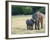 Mother and Baby Asian Elephants at Minneriya National Park, Sri Lanka, Asia-Kim Walker-Framed Photographic Print