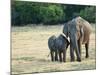 Mother and Baby Asian Elephants at Minneriya National Park, Sri Lanka, Asia-Kim Walker-Mounted Photographic Print