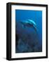 Mother and Baby Dolphins-Charles Glover-Framed Art Print